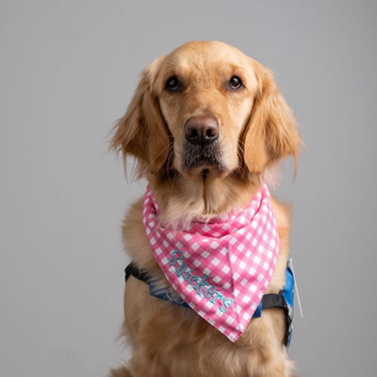 Facility dog wearing a pink bandana.